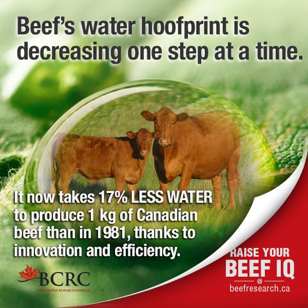 [New blog post] How much water is used to make a pound of beef? beefresearch.ca/blog/cattle-fe… Facts about water use and other environmental impacts of beef production in Canada