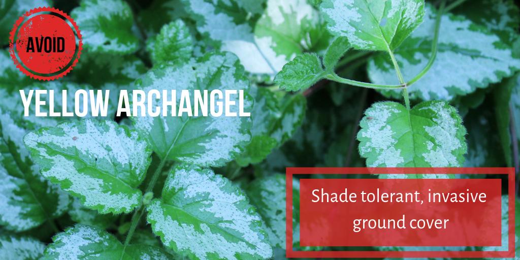 EDRRNetON's tweet image. This invasive plant is common in flower pots and hanging plants, but can easily creep into new areas if not managed and disposed of properly. Yellow archangel is on our list of garden plants to avoid! #InvSpWk