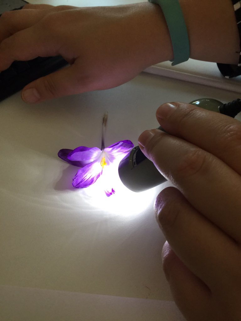 Aspex_TakePart's tweet photo. Volunteer Bethany is learning to create patterns using plants and the USB microscope with software created by @boredomresearch #PONToonProject https://t.co/gupinBUDp8