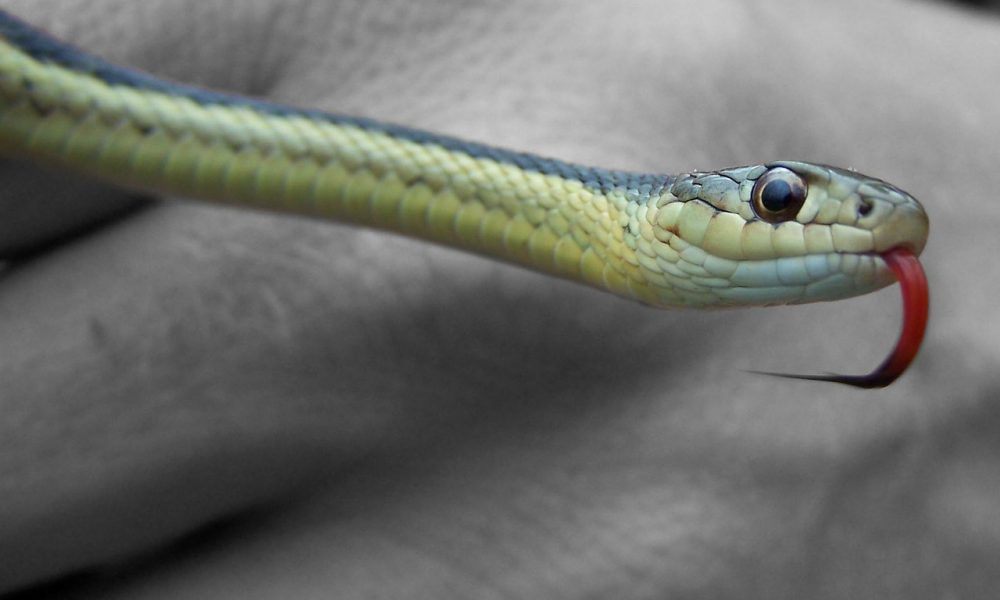 MedicalWise's tweet photo. What is this new strategy that aims to halve the impact of snakebite?
https://t.co/LmyuOlYPhj https://t.co/ecrzR7SIWQ