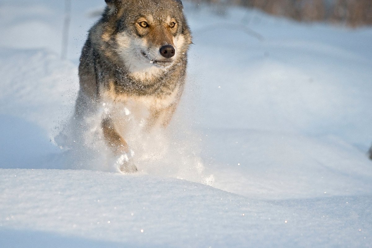 Si nos organizamos, corremos todos. Sumate a la carrera por la #HoraDelPlaneta el sábado 30/3 a las 20.30 hs en Buenos Aires 🏃vidasilvestre.org.ar/carrera  Foto: Lobo gris (Canis lupus) en Tver Oblast, Rusia © Wild Wonders of Europe  / Sergey Gorshkov / WWF