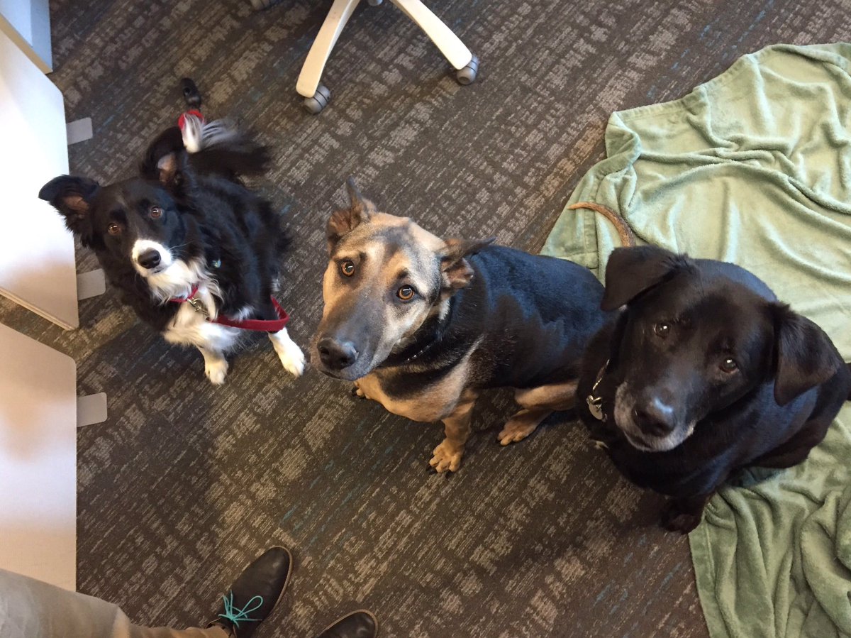 dogsofoutreach's tweet photo. Did someone say “treats”?!?! Bruin, Barkley & Wiggles all work on our CEM team and are *always* up for head pats, belly rubs, and treats #dogsofoutreach #dogsoftwitter #doggo #treattime #workingdoggo #worklife #outreach @darth #SquadGoals https://t.co/HEaBNFCBne