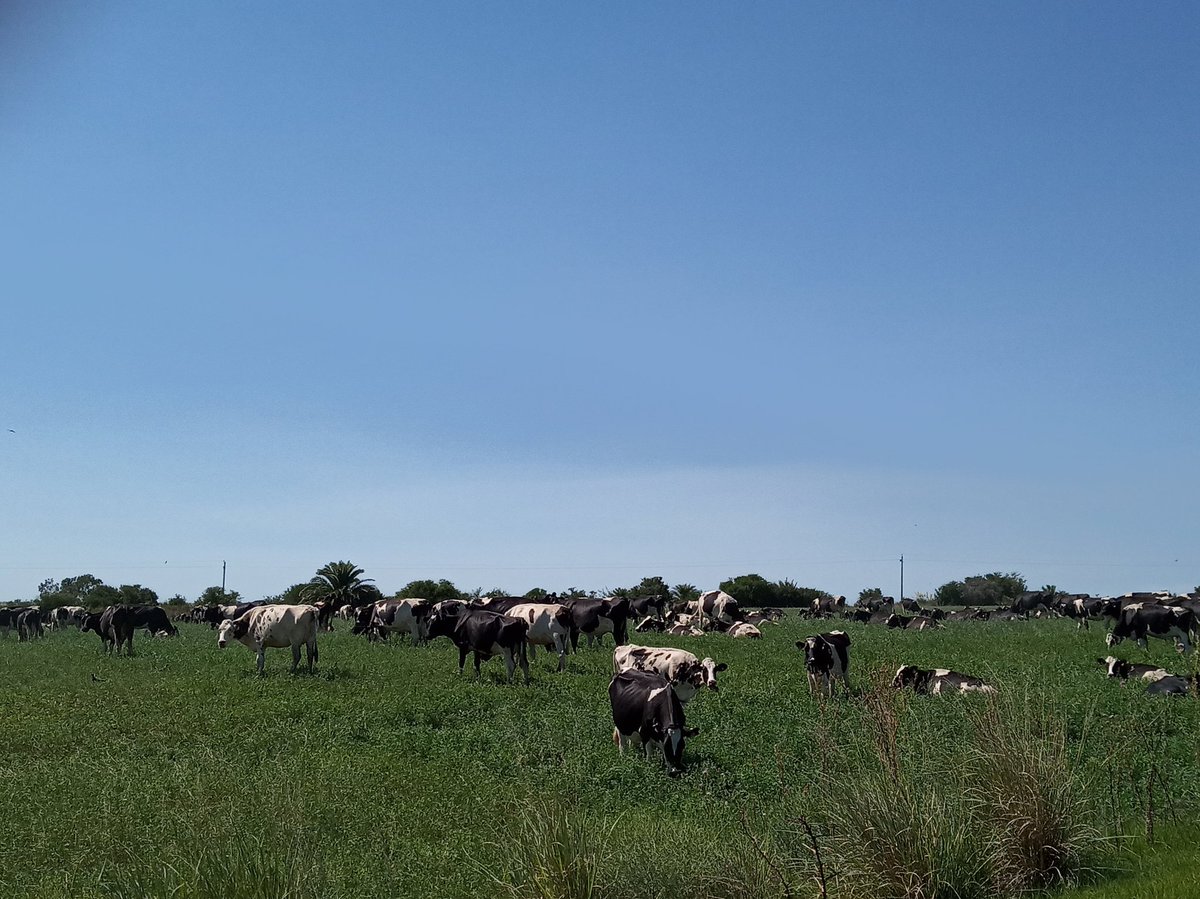 BitayUy's tweet photo. Realizamos análisis de silos de Avena y Raigras junto a @LCampolab inoculados con #SilaPrime4x 🌾🌿🐄 https://t.co/8LgqpxMi67