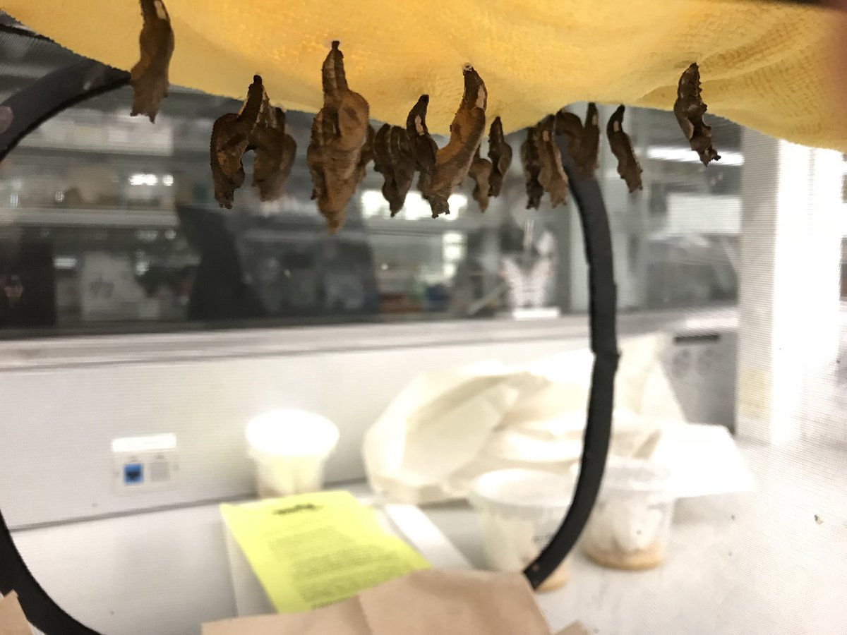 Joe Hanly tweet media