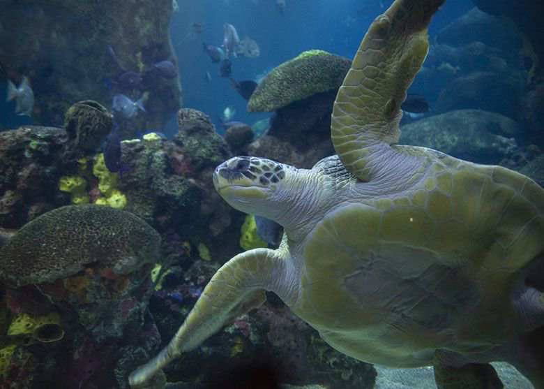 TNAquarium's tweet photo. “It really boils down to this: that all life is interrelated.” - Dr. Martin Luther King Jr. https://t.co/g9CCHsYEa3 https://t.co/YuLxvapUcu