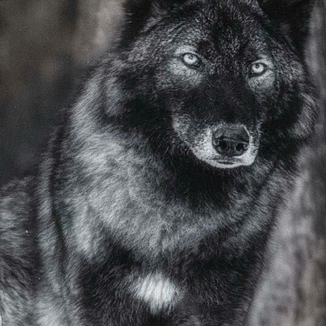 WolfWooded's tweet photo. “I ask people why they have deer heads on their walls. They always say because it's such a beautiful animal. There you go. I think my mother is attractive, but I have photographs of her.” ⁣
― Ellen DeGeneres If You ❤️ Wolves🐺 Follow Us!⁣
Photo by: @_wolvesblood_⁣
.⁣
.⁣
.… https://t.co/Hi5eSSgDFv