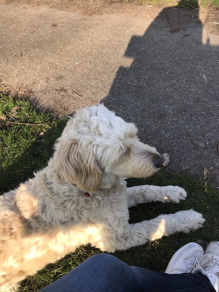 AimeeMullinsFan's tweet photo. Alfie in the sun ☀️ Winter in The Netherlands 16 degrees today😎 #Alfie #Sun #winter2019 #TheNetherlands #Utrecht #Vechtzoom #Park https://t.co/lF70ZXSEFj