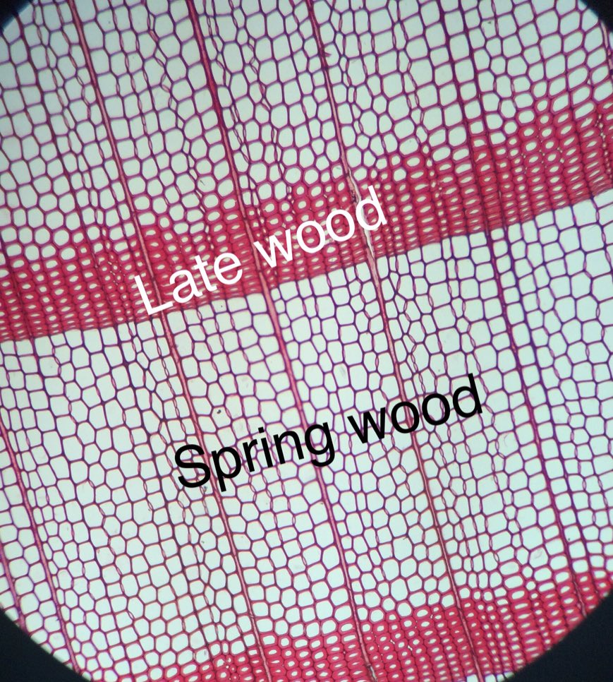 somefruitfacts's tweet photo. During #fall and #winter , rings of a tree grow close together (late wood). And they space out during #spring and #summer (spring wood) #fruitfacts https://t.co/veg7ORvxIa