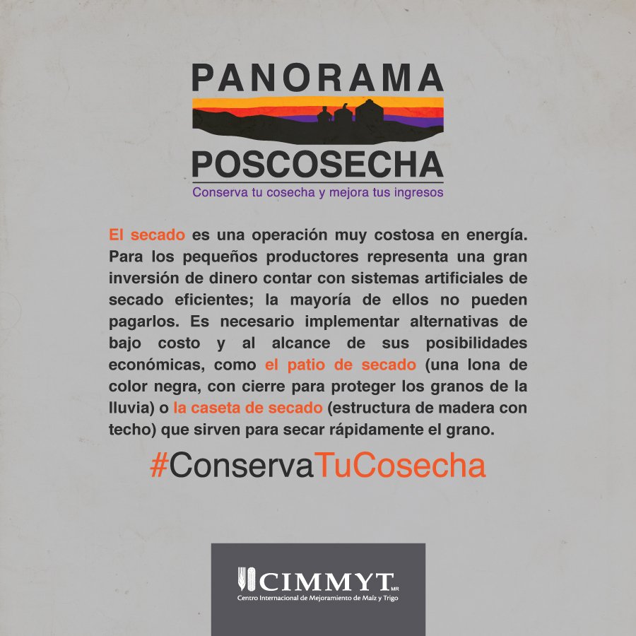 #RecuerdaQue El secado del grano es un proceso fundamental para evitar pérdidas poscosecha, por ello, es necesario implementar innovaciones para que los pequeños productores puedan mejorar su sistema poscosecha y alcanzar su seguridad alimentaria #ConservaTuCosecha