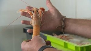 Clicandsea's tweet photo. #Emploi et produits de la mer : les entreprises au Salon de l’Agriculture
https://t.co/etqRnySf5J https://t.co/vOWIqyYT7S