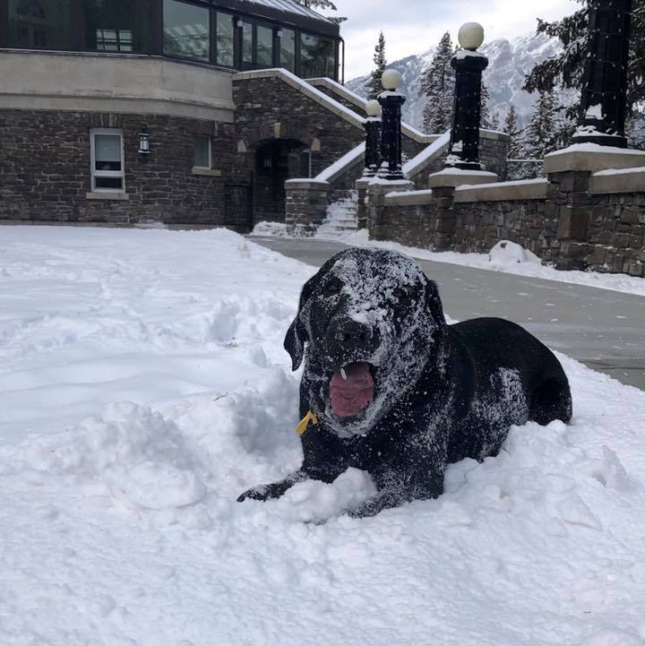 FairmontSprings's tweet photo. Say hello to Bear, our beloved canine ambassador! Have you had the chance to meet Bear? #banffsprings #wildlifewednesday https://t.co/NupvfOWC6a