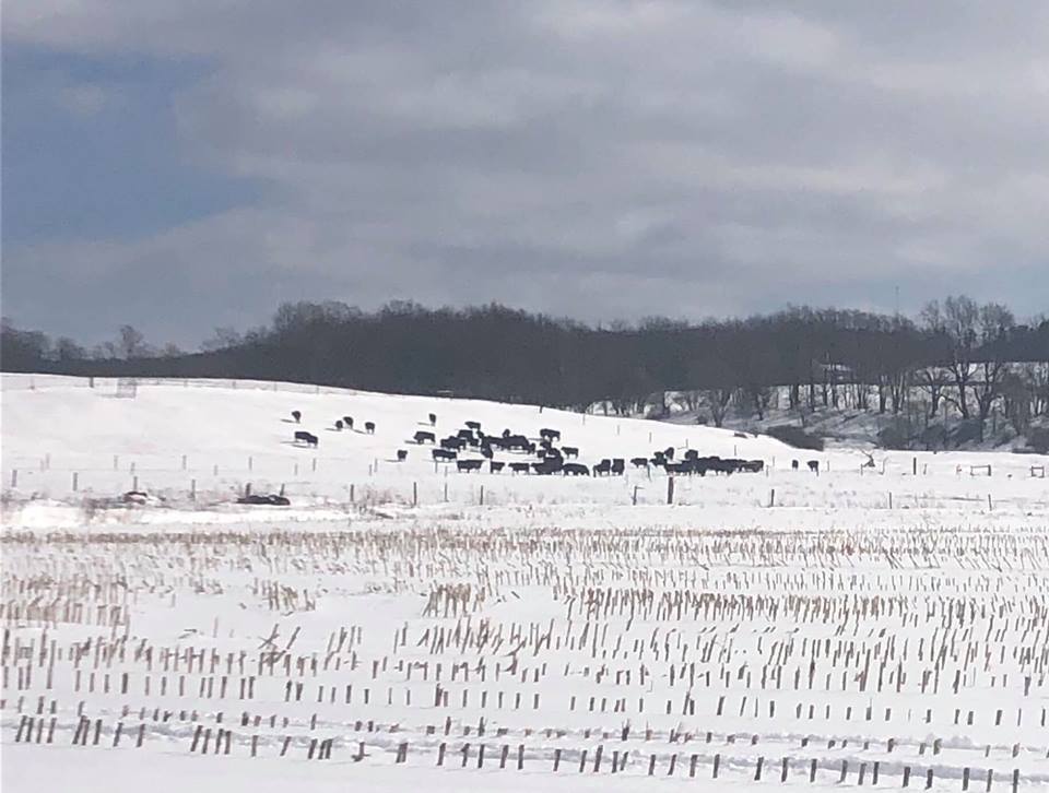 NY_CWGRL's tweet photo. A Farmers Version: The Future of Meat https://t.co/hvOT8KtOeE https://t.co/h7QN5VanzT