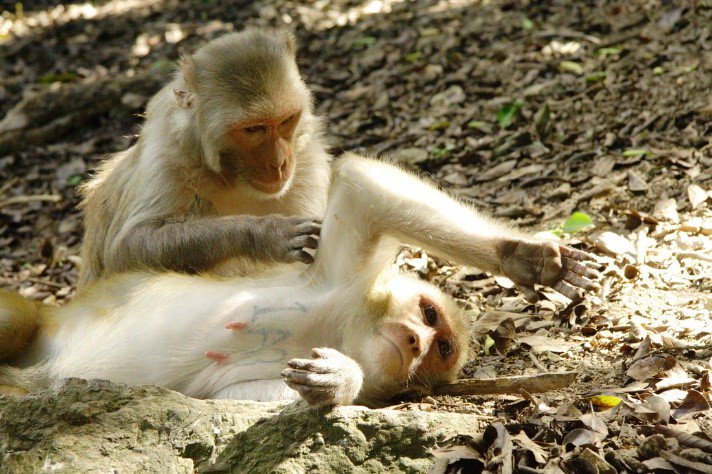 University of Bristol Biological Sciences (@bristolbiosci) on Twitter photo Ageing in a social world; what can animals tell us? Dr Lauren Brent discusses her research into the interaction of ageing and sociality with a fascinating look at the lives of two charismatic social mammals <a href="/BristolUni/">University of Bristol</a> Research Seminars goo.gl/wbsFgu Ageing in a social world; what can animals tell us? Dr Lauren Brent discusses her research into the interaction of ageing and sociality with a fascinating look at the lives of two charismatic social mammals <a href="/BristolUni/">University of Bristol</a> Research Seminars goo.gl/wbsFgu