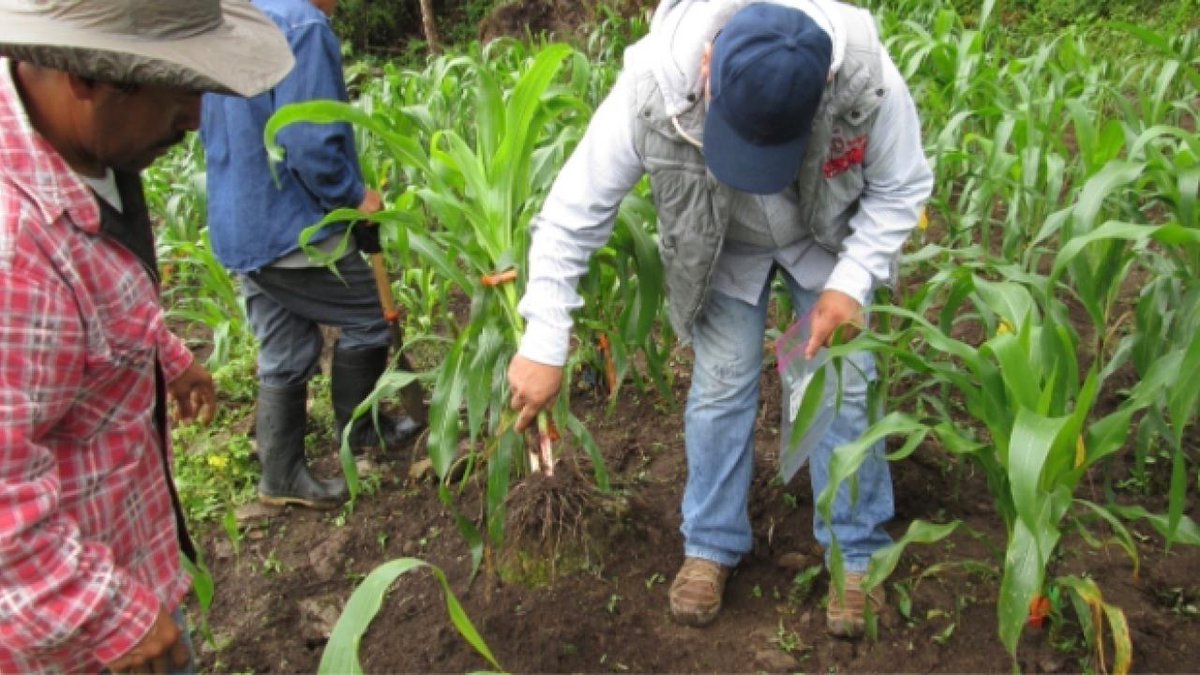 UCDavisGlobal's tweet image. .@FulbrightPrgrm Scholar Javier Lopez-Baltazar came to #UCDavis from Mexico almost a decade ago to work w/ plant science experts including @ucdavisCAES' Distinguished Professor Alan Bennett. Collaboration and discovery continue to this day...globalaffairs.ucdavis.edu/news/fulbright… #UCDavisGlobal