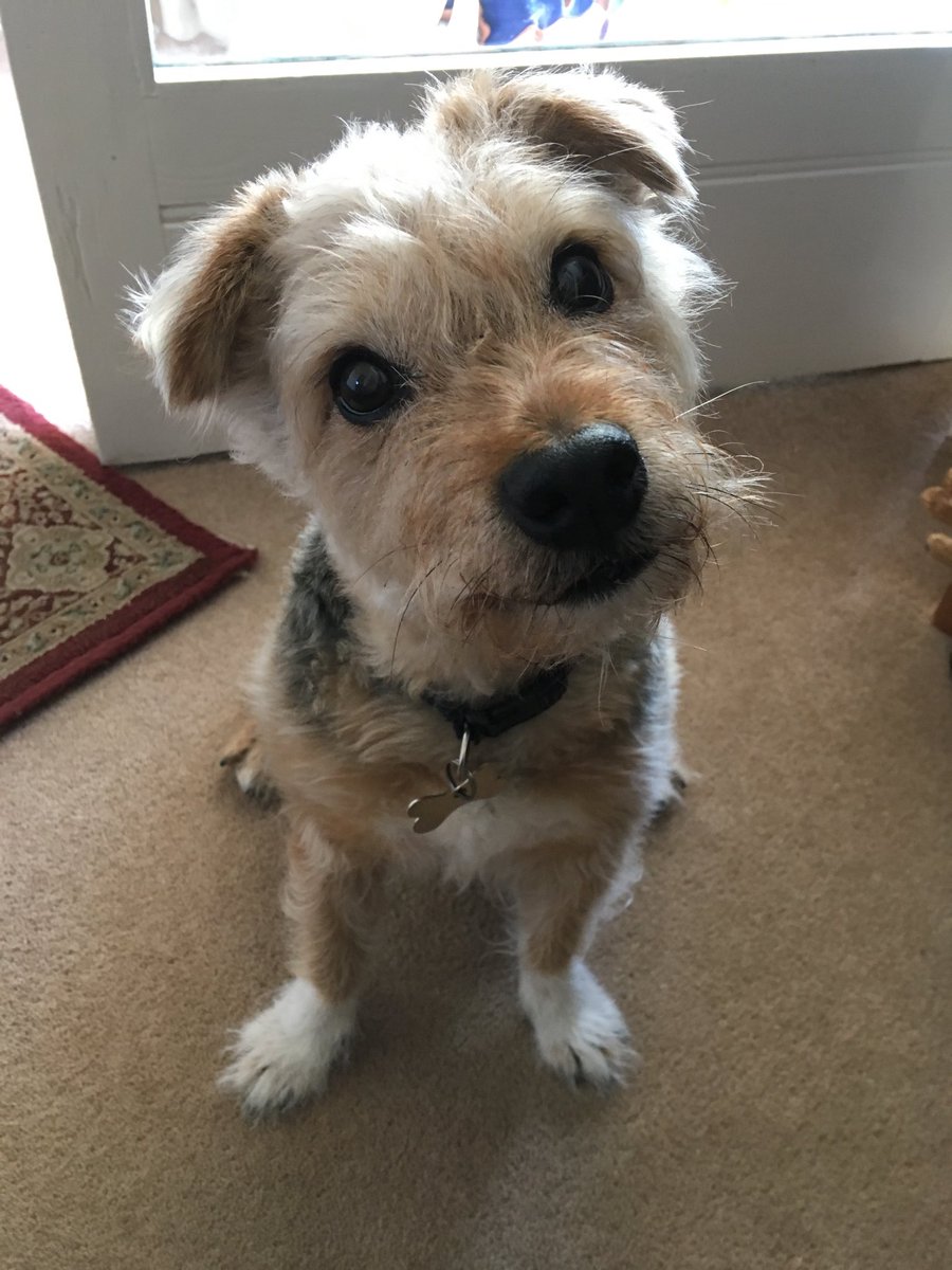 PoppyH20's tweet image. Putty in my hands after a head tilt! 🥰🥰🥰