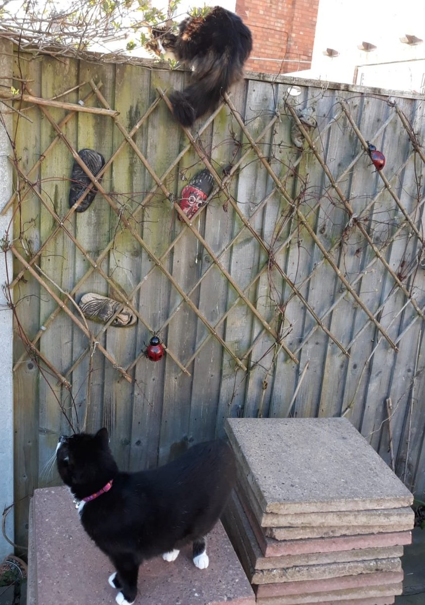 JessFudge20's tweet photo. Today we've been on our best behaviour, although #Fudge sneaked into our neighbourlies house without permission 🙀 We've helped in the garden, searching for 🐁 in the shed, moving the 🦔 feeding station, checking the hedges for 🐦 &amp; looking for 🕷🐜🐌 in the jungle  #Jess #Fudge https://t.co/MYu74gRXfo