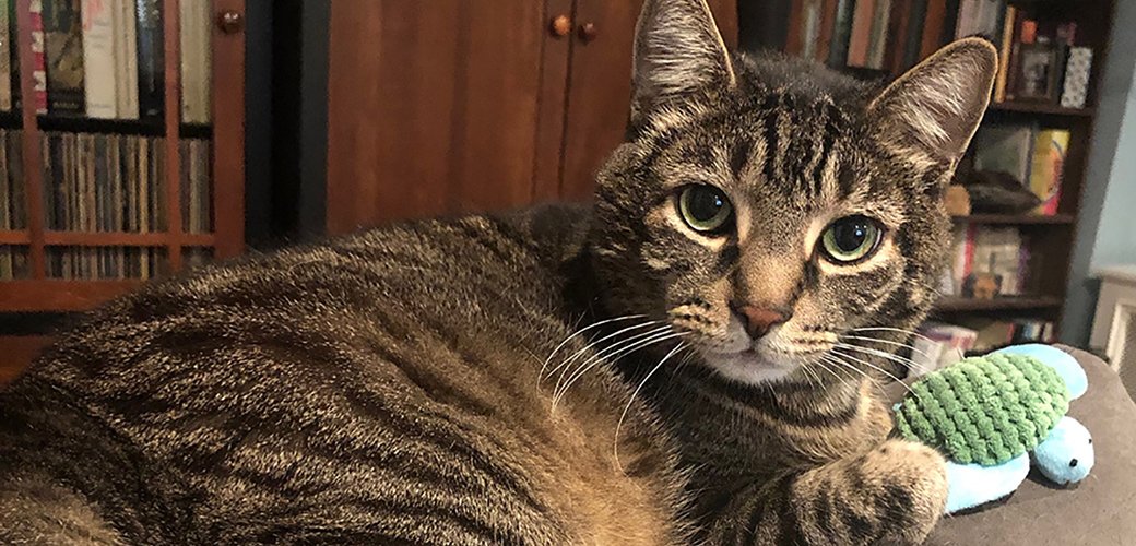 ASPCA's tweet image. Good things come to those who wait, and our boy Sanderson has been incredibly patient! Sanderson has been with the ASPCA for over a year, and he's so ready to find a loving family. 😿 RT to help him find his way home!  bddy.me/2Xl7pwG