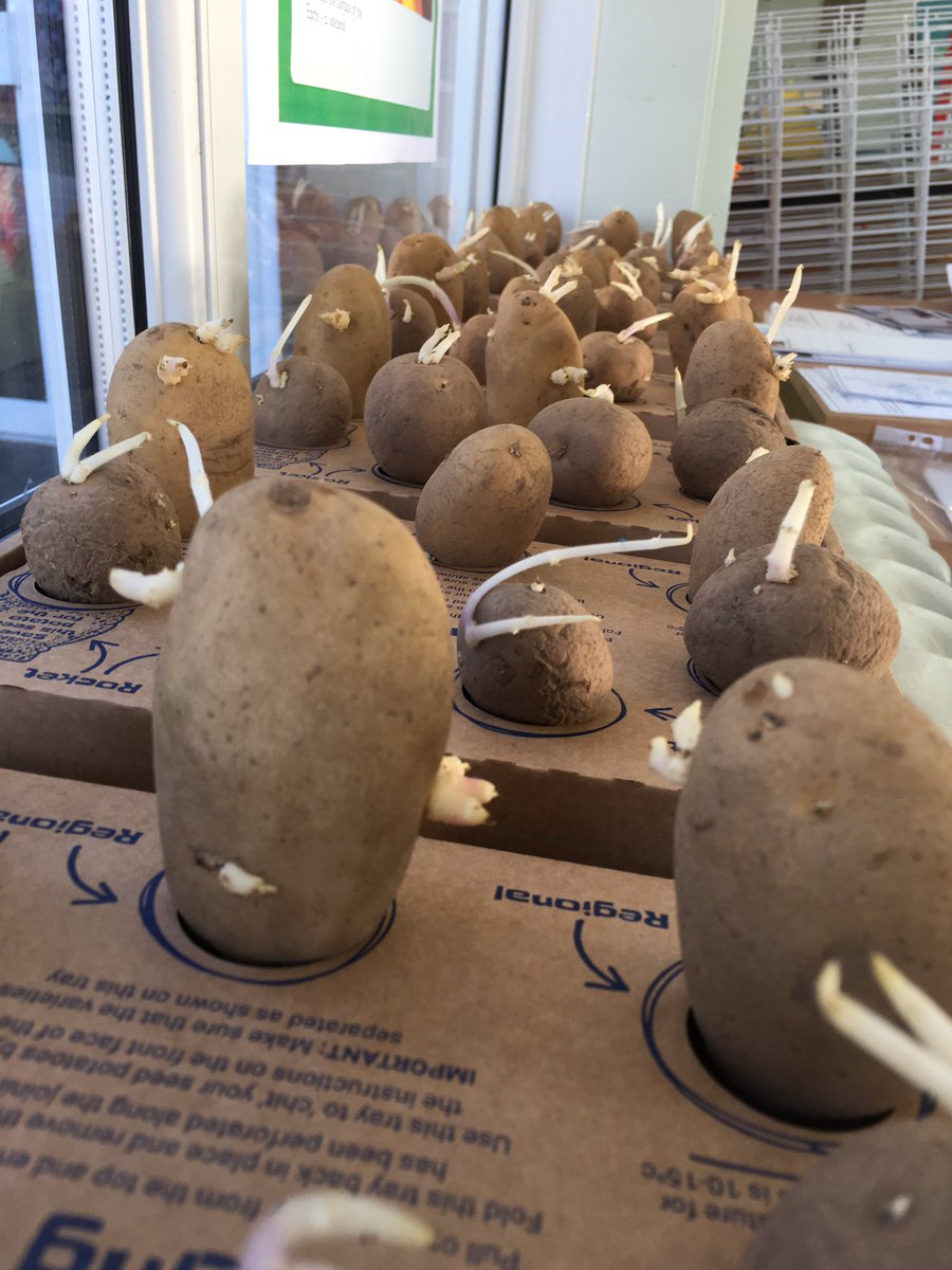danielburge's tweet photo. The chiting has commenced and marks the start of a new growing season for the #mgjs gardening club. Thanks @potatoes4school for the kits. https://t.co/nLnm7NuLav