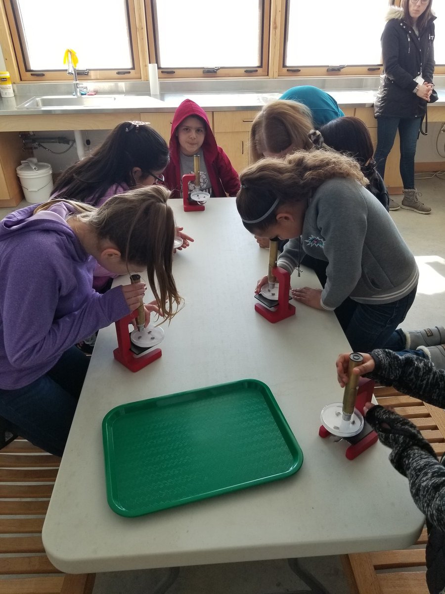 MrDawsonL's tweet photo. #MrDsDynamiteScholars investigating the parts of Honey Bees. #BetterTogetherKEC #SSPpride https://t.co/49mm4JvpRJ
