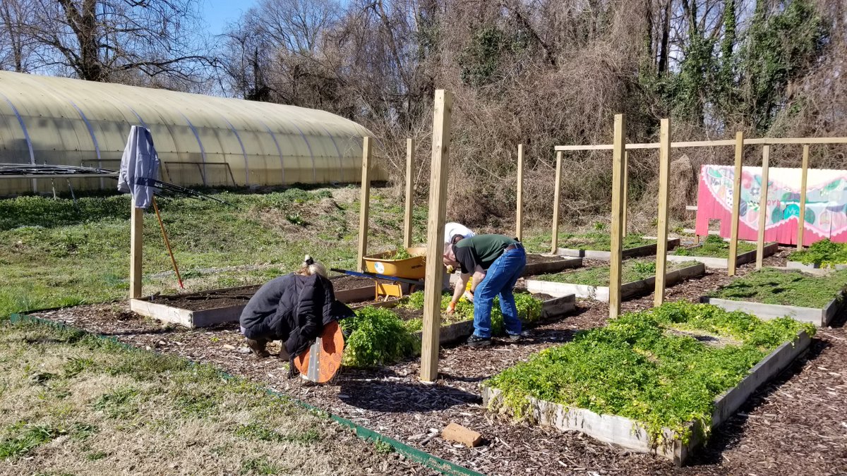 Yesterday, Mecklenburg County Air Quality team and volunteer Claire cleaned up raised beds, harvested kale &amp; collard greens and planted potatoes.  Thank you folks for your community support.