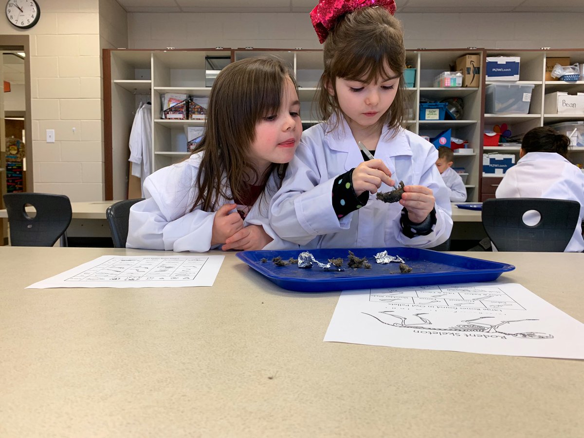 PatrickHazelton's tweet photo. After learning about owls Kindergarten students dissected an owl pellet and analyzed the various bones to determine what owl eat to survive @ClaypoolKnights #wcsmission #wcsSTEM https://t.co/TB9AupfN4s