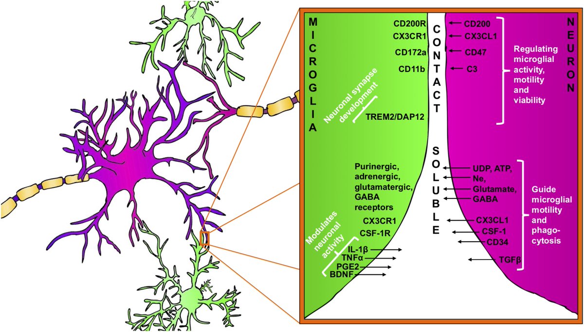 FrontiersIn's tweet photo. Article published in @FrontNeurosci reviews the current state of knowledge of #physiological role and function of #microglia during #braindevelopment and in the #maturebrain and further highlights microglial contribution to #brainpathologies.
Download: https://t.co/wRnnw3uiih https://t.co/RKqHjQNwXM