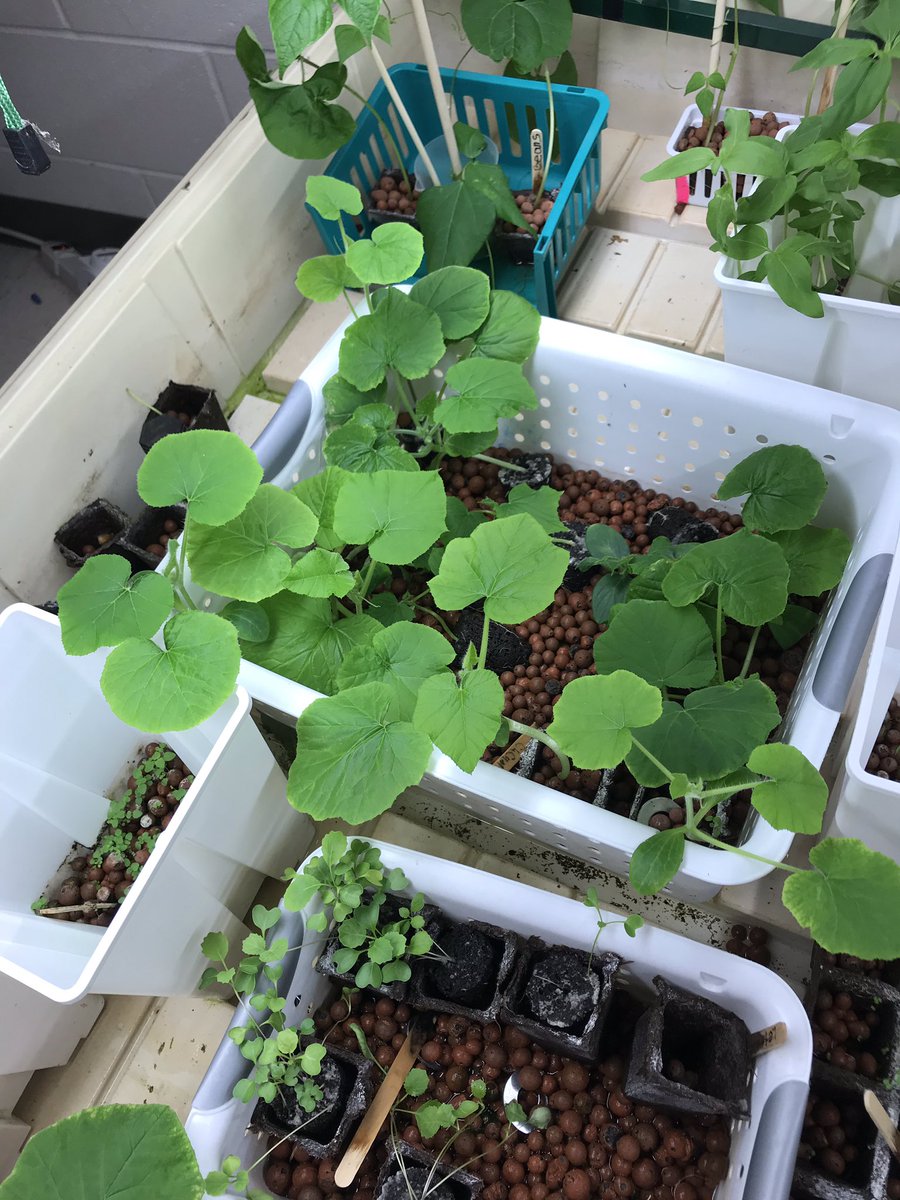 technotchr's tweet photo. 28 days and counting #hydroponics @PandasNCIES #sci3L21 #sci3L22 #sci5L22 https://t.co/13x28XHRrP
