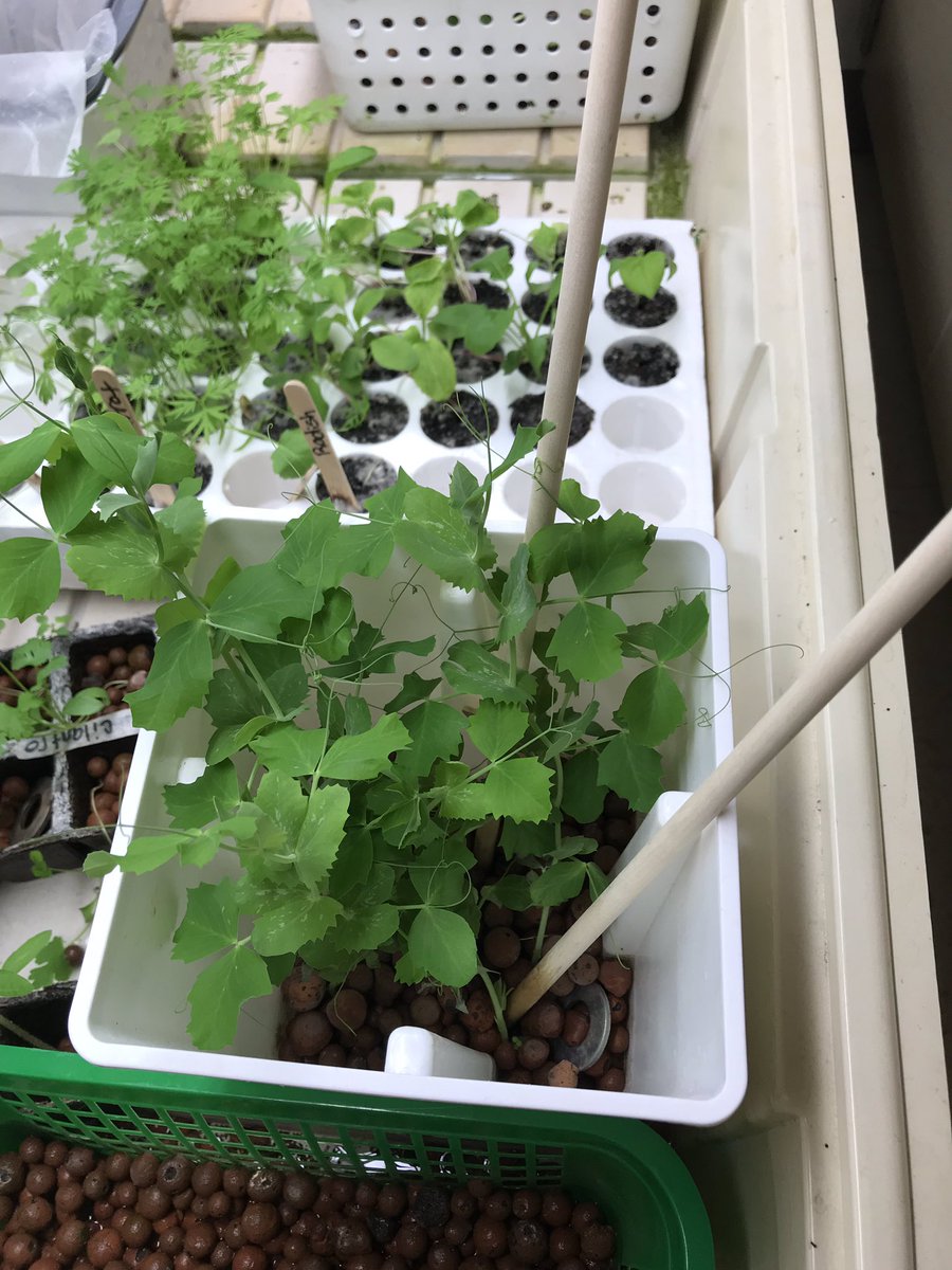 technotchr's tweet photo. 28 days and counting #hydroponics @PandasNCIES #sci3L21 #sci3L22 #sci5L22 https://t.co/13x28XHRrP