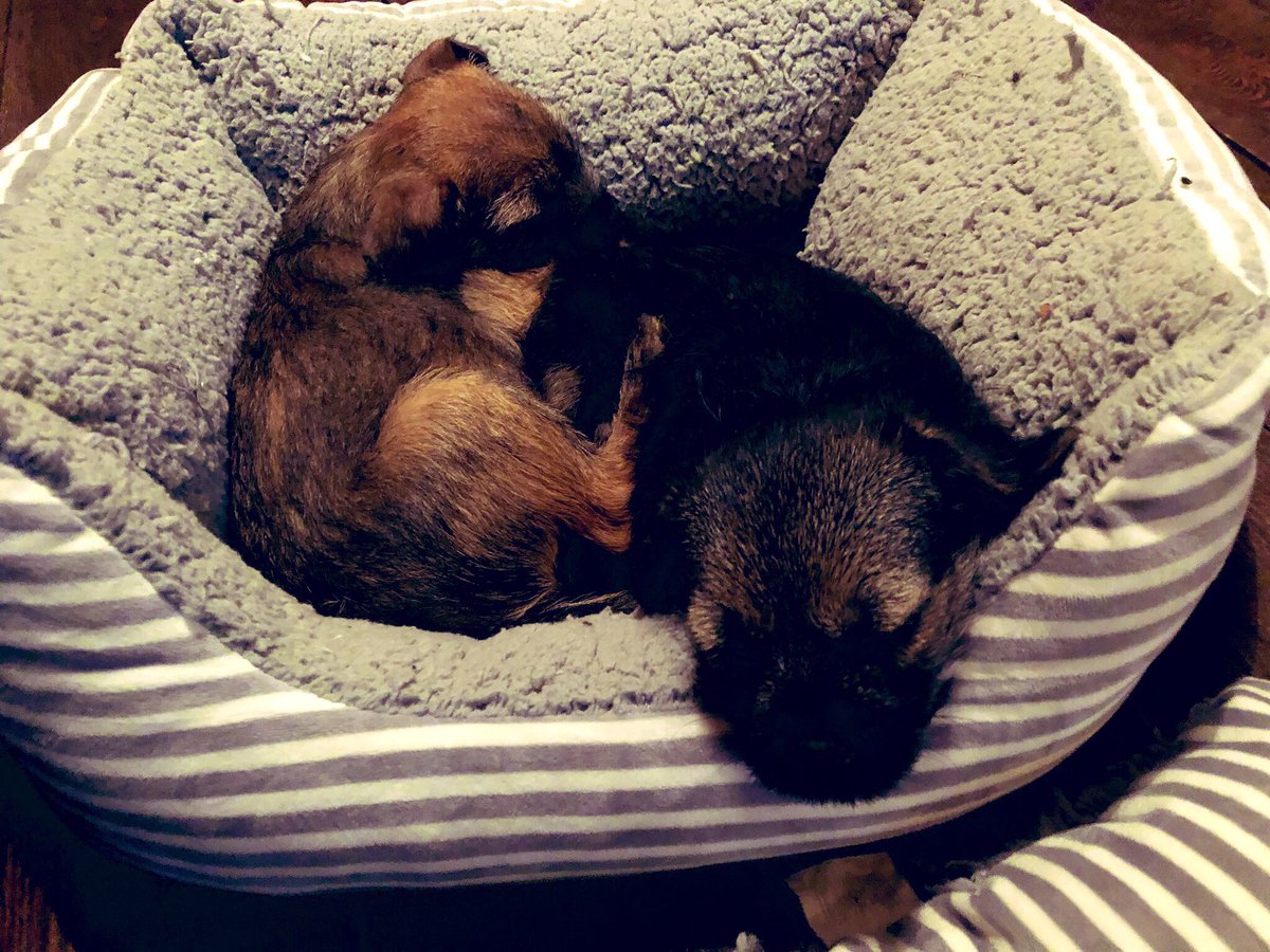 mabel_bess's tweet photo. oooh look how much weโve growd! ๐พ๐ถ๐พ๐ถ #BTPosse #StillTiny ๐#10days https://t.co/UjvGlStTGi