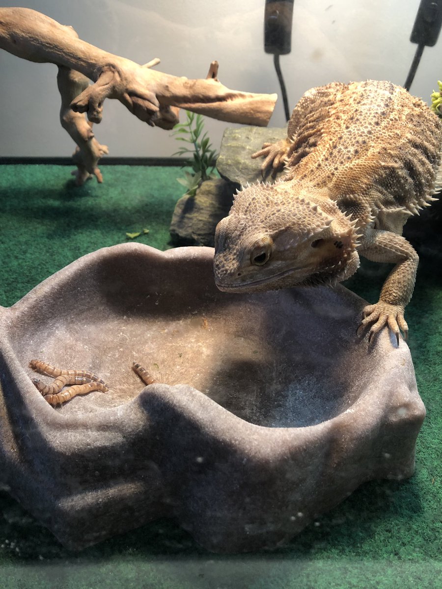 Goldneye1971's tweet photo. Smaug be like...
“BREAKFAST!!”
#HungryLizard #SuperWorms https://t.co/yj4Cu1CCm1
