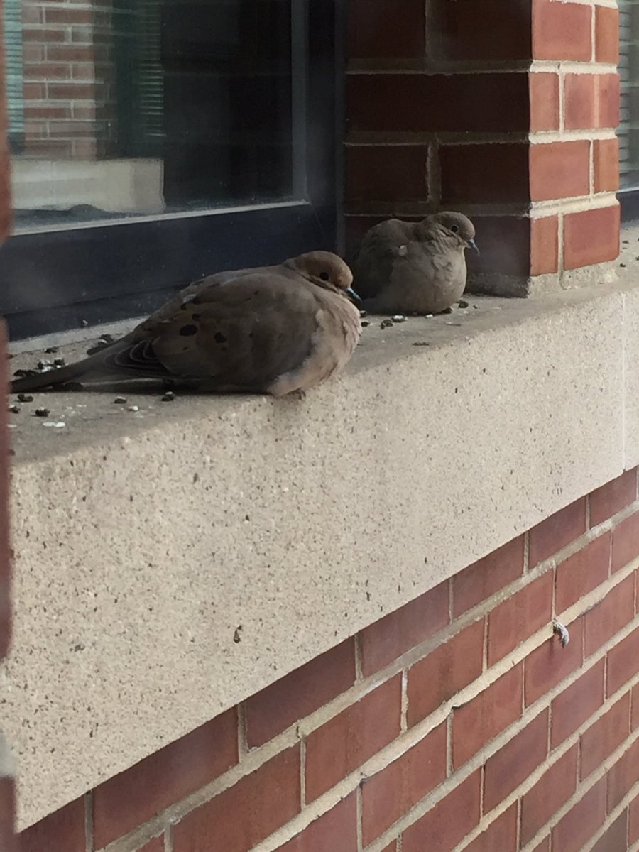 jenkahn56's tweet photo. Fat birds staying warm outside of my window!  #d56achieves #rtslearns https://t.co/4lAskrS0qE