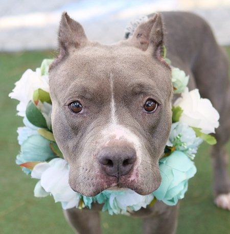 Gia is dressed to impress for #parisfashionweek. Come meet this supermodel today at our NEW adoption facility!

We are located at 655 N. Mojave RD. LV, NV 89101

More--> ow.ly/aUAT30nKkUO

#theanimalfoundation