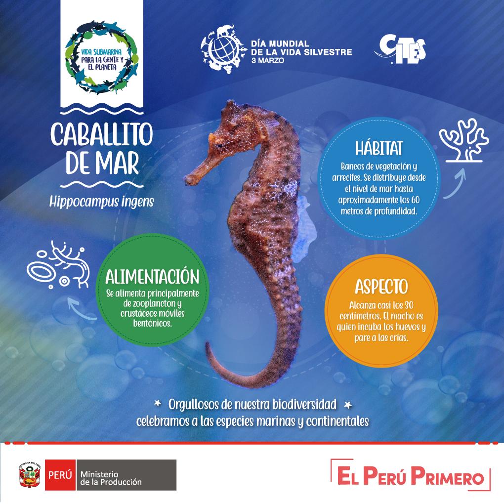 MINPRODUCCION's tweet photo. 🌊 Conoce más sobre el caballito de mar, especie protegida que habita en el mar peruano.

¡Te esperamos este domingo 03 de marzo en @DomosArt para celebrar el #DíaMundialDeLaVidaSilvestre! https://t.co/XthF3gAjE2