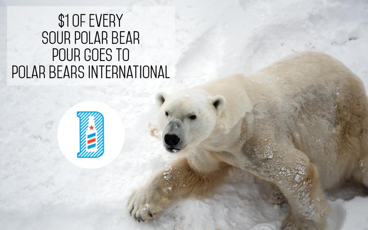 Help us help the polar bears! $1 of every Sour Polar Bear purchased in the taproom today will go to Polar Bears International, to support International Polar Bear Day.

#InternationalPolarBearDay #PolarBearsInternational #DeclarationBrewing #coloradocraftbeer #sourbeer