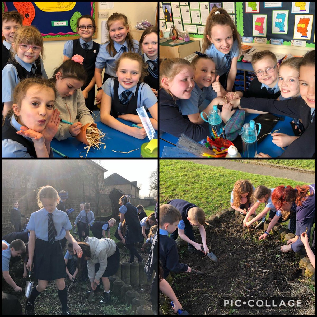 St_Thomas_ERC's tweet photo. Primary 5 enjoyed planting garlic &amp; peas as part of their eco friendly food growing project #NeilstonTrust #GetLocal 🧤🦅🌱🦉🤩 @NeilstonTrust https://t.co/MbclQCsrxE