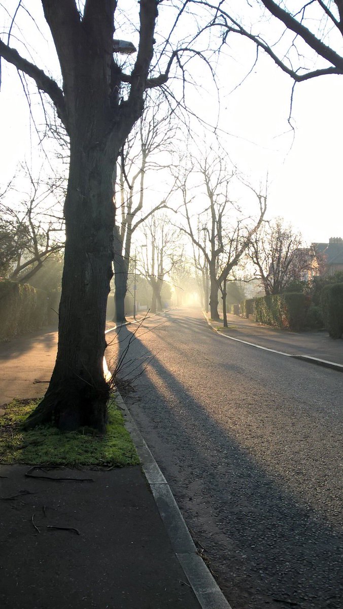 ArtTracey's tweet photo. I had to stop &amp; park the car this morning because the light through the trees was so beautiful I had to take some photos. It turned into a beautiful day.
Street Trees on a sunny foggy February morning #trees #Belfast #StreetTrees https://t.co/xSBv9lAruq