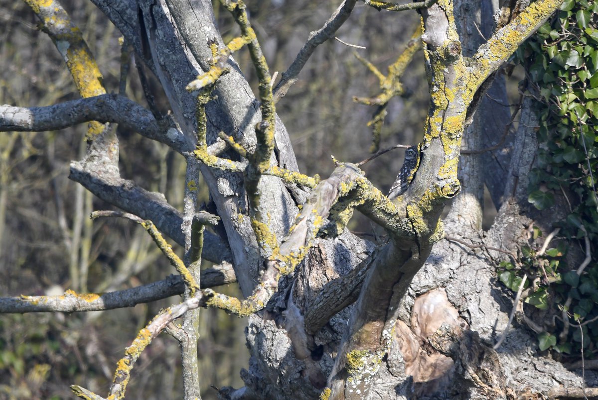 Carl Bovis tweet media