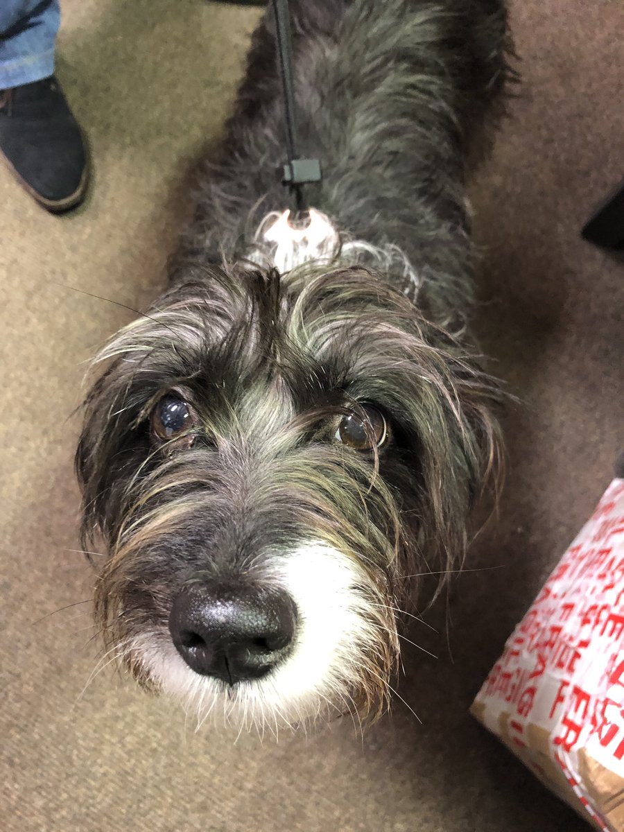 destined4home's tweet photo. Poppy has the saddest eyes
 👀   
Poppy has popped in a few times, to get a candle for her Mummy and then she brought her Mummy to get a Dressing Gown for her Auntie 

#destinationshop #dogfriendly #dogfriendlyedinburgh #unusualshop #leithbusiness https://t.co/PGGQ7Oa0p6