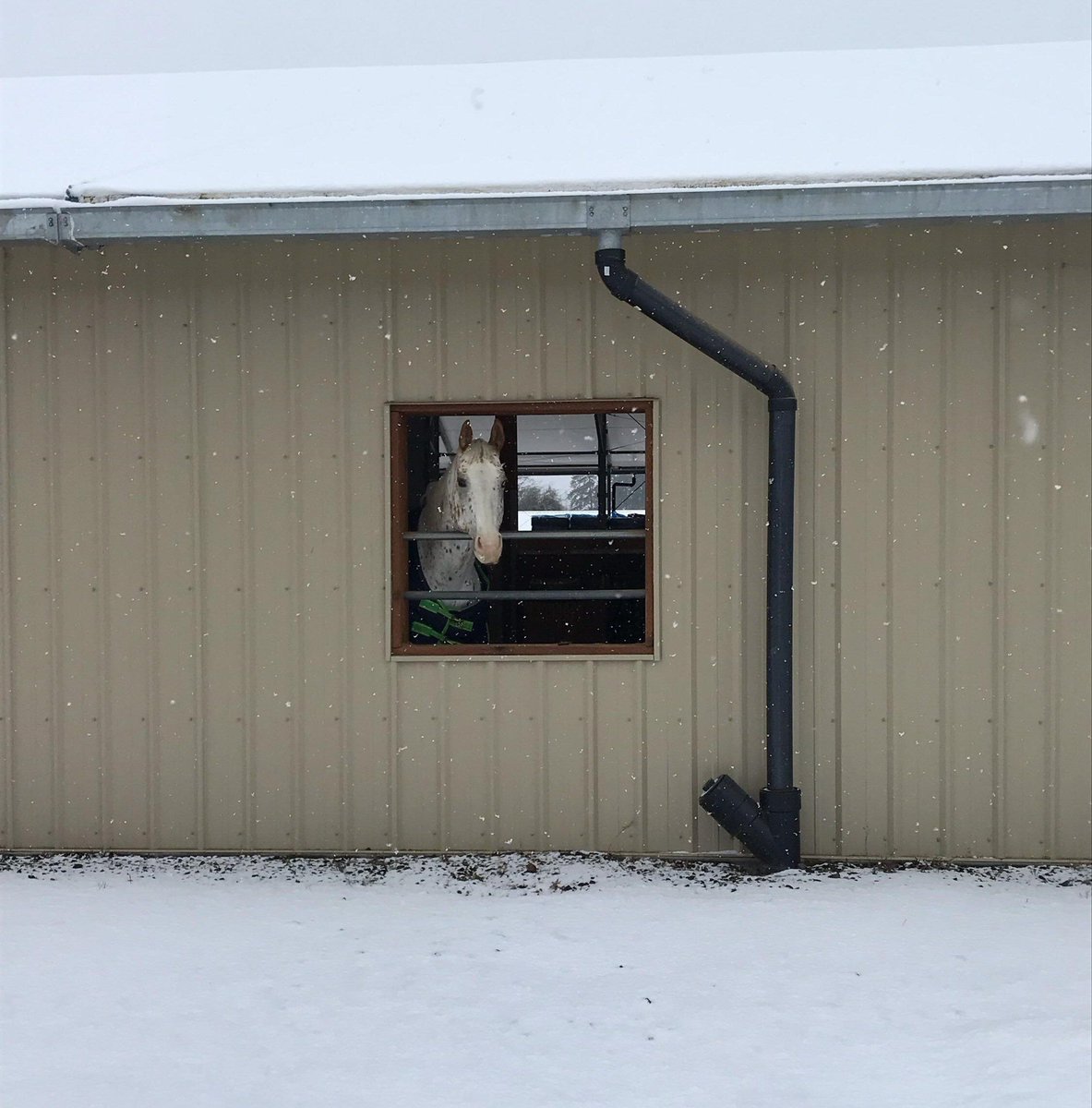 ForwardStride's tweet photo. It's a snow day at the barn!
#snowday #barnlife #ForwardStride #lifeatFevesFamilyFarm #therapyhorse #equineassistedactivitiesandtherapies #snowpony https://t.co/VCQanUdUng