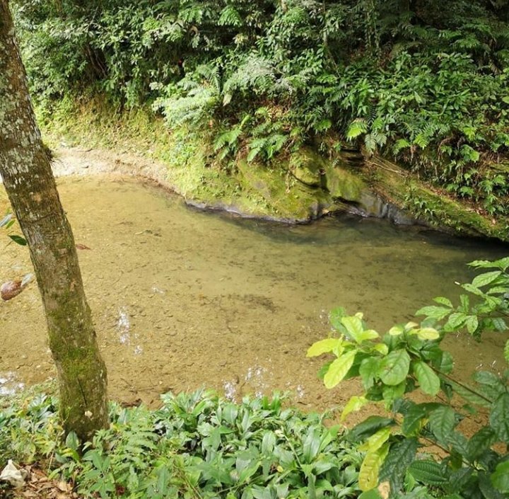 mccdtt's tweet photo. Traverse the many winding rivers of the Northern Range and encounter the unexpected gems that await you … Only leave your footprints behind.
Min. Of Tourism CCU
#Explore100 #exploretrinidad #noplastic #keepitclean #TrinidadWeekendAdventure
@rmitchellsfe @OPM_TT @ctotourism https://t.co/kxSrYJh8Pq