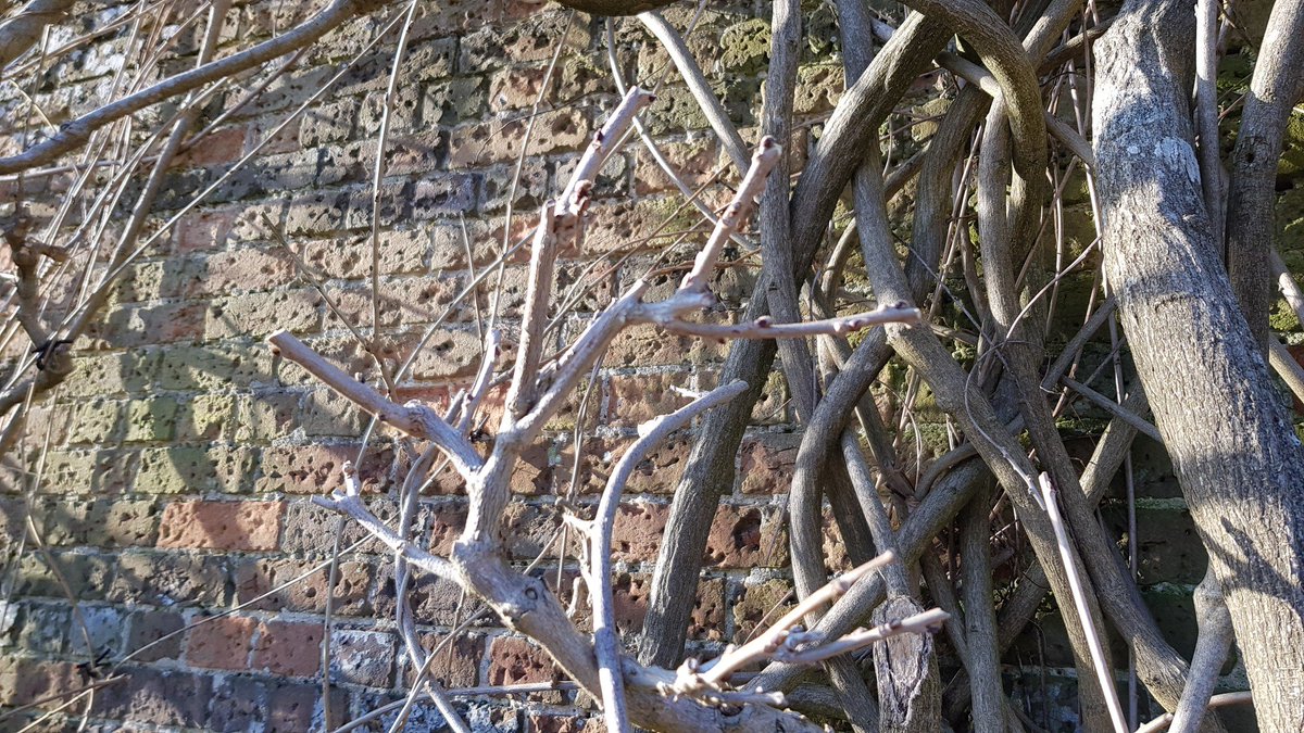 WFGA_'s tweet photo. Still time to get your Wisteria under control - tie in any new stems to extend the framework if required then cut back all new growth to 2 buds. Remove all dead wood too. #topicaltips https://t.co/fsH2Qy65eE