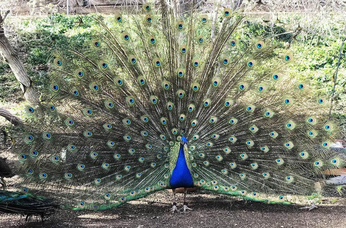 GoodDogAnimals's tweet photo. How many eyes do you see??? #isspringhereyet #peacock #GDA #prettybird #somanyeyes https://t.co/AyRwAVuS2z