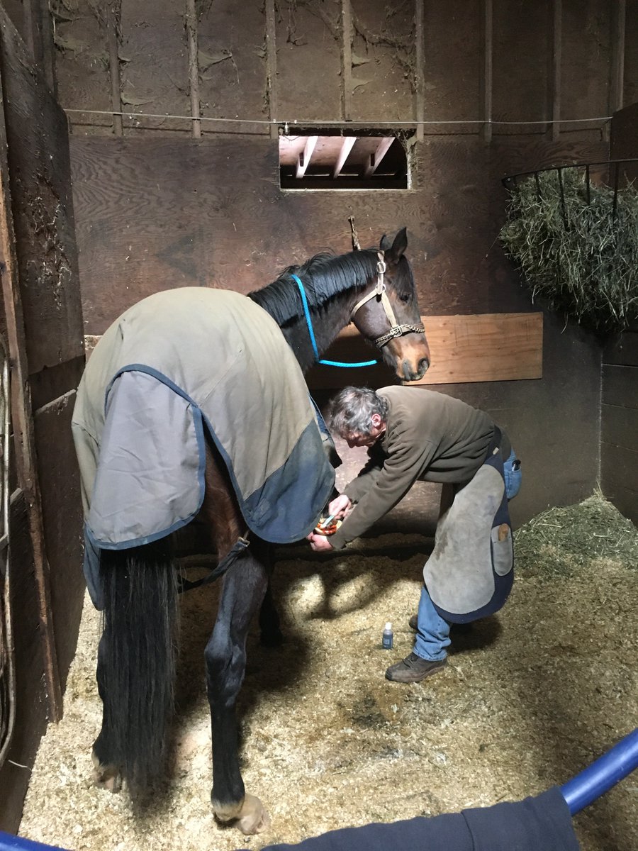 Happy Hump Day everyone! Make sure to treat yourself to some "you time" just like our friend Nauset Beach who got his hooves done before going to his new farm! #SCTAP #horses #HorseRacing #racehorserescue #monmouthpark #thoroughbred #treatyoself