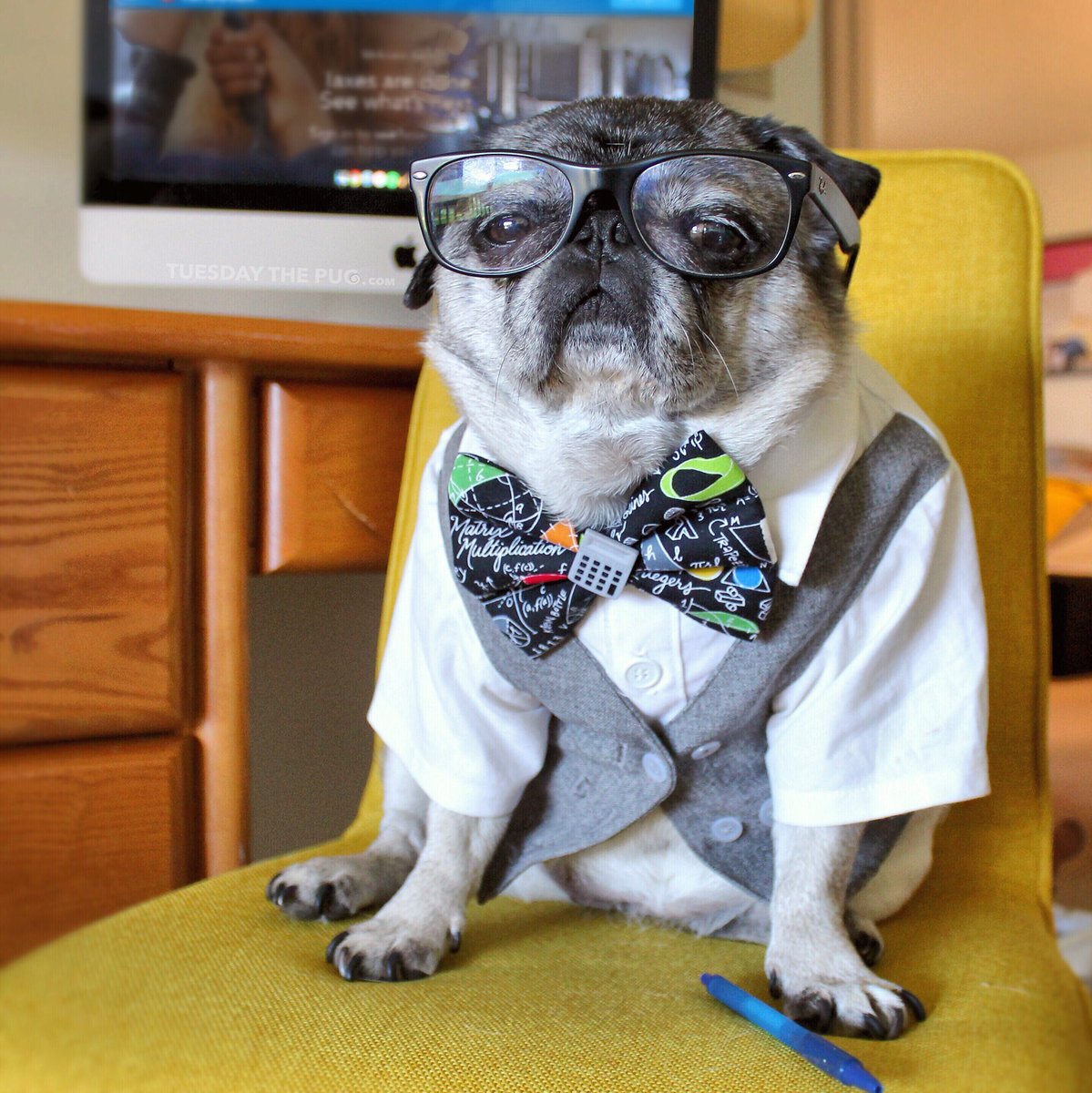 A3: I have a very strict routine!! I especially don’t like to be kept waiting for my meals! Time is treats people.  #Pugchat