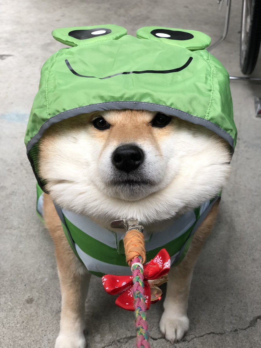柴犬ハナ على تويتر おｎｅｗは カエル