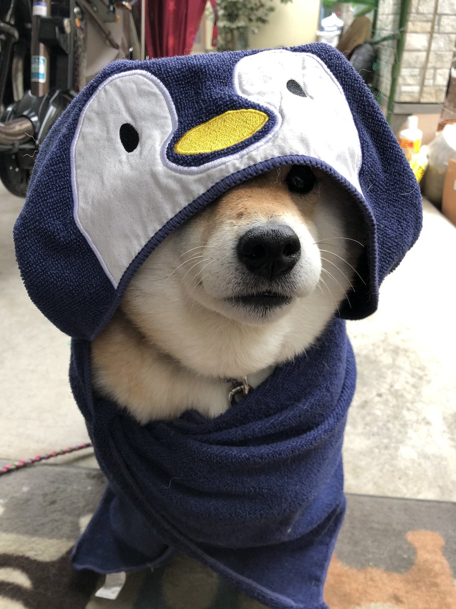 柴犬ハナ على تويتر おｎｅｗは カエル