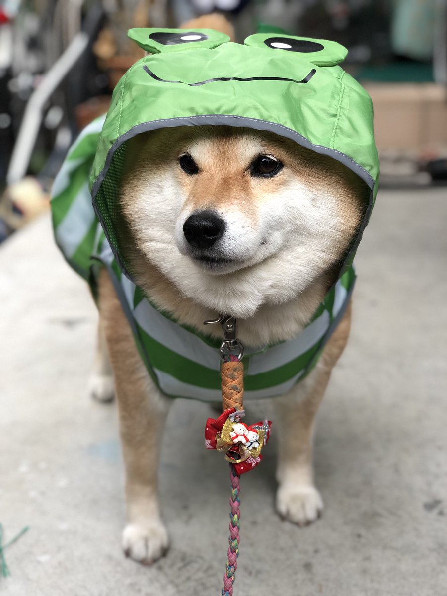 柴犬ハナ على تويتر おｎｅｗは カエル