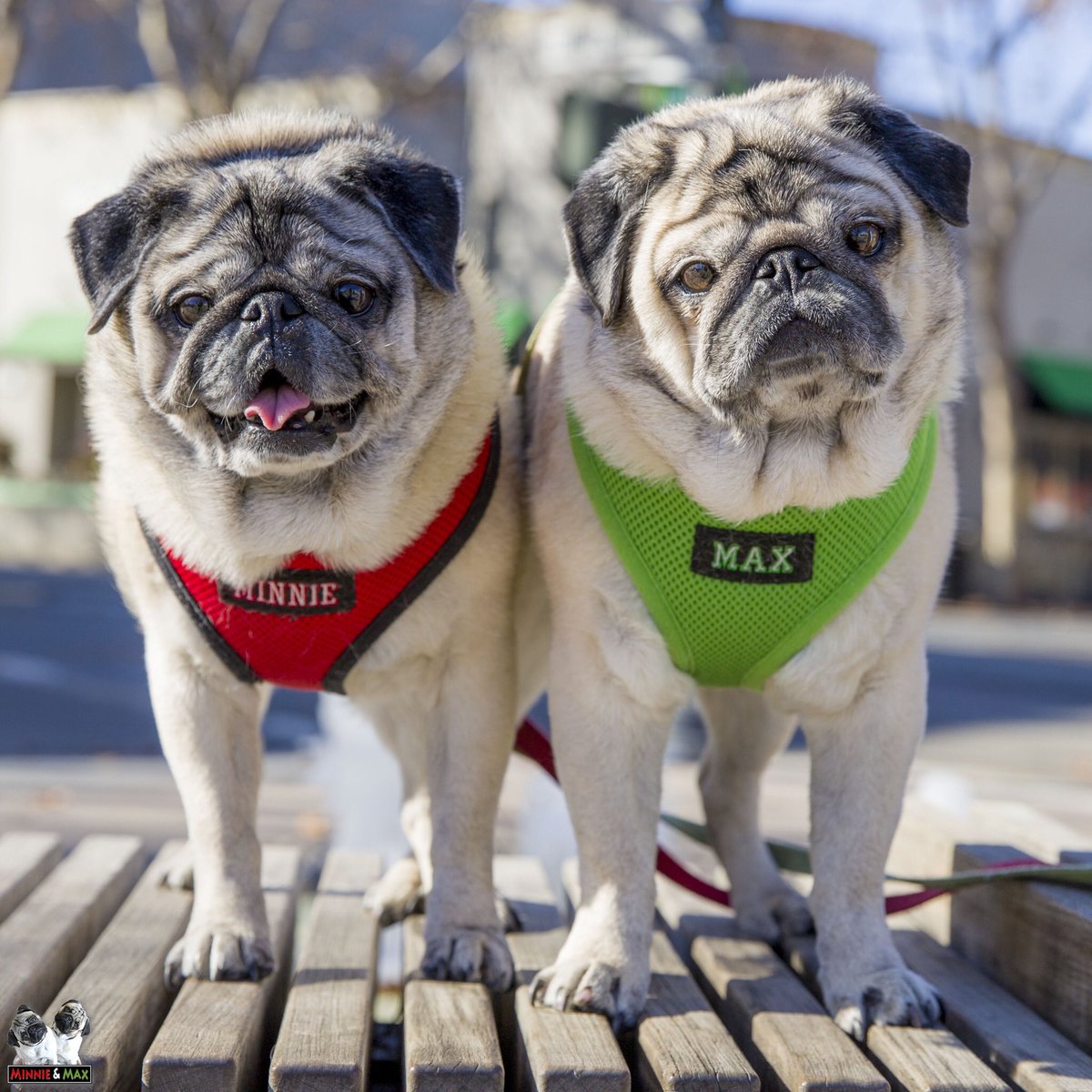Welcome to #pugchat! Who is here and where are you from? - <a href="/HamiltonPug/">Hamilton Pug</a> 

Minnie and Max, San Francisco! ❤️💚
