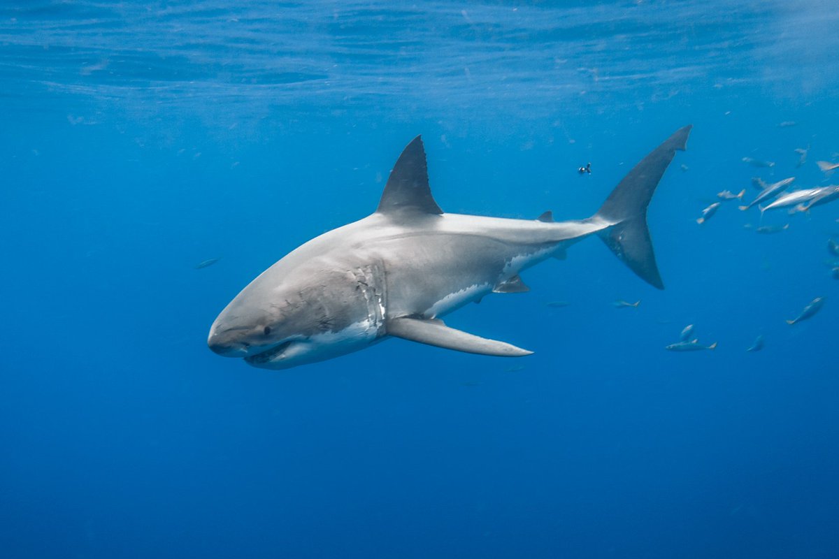 GeorgeProbst's tweet photo. This is Arden Grace. She has one of the best primary dorsal fins ever. https://t.co/or0QD2WtoL