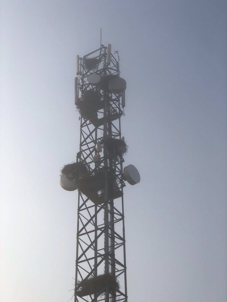 Eduardo18707613's tweet photo. Máximo nivel de protección en Torres de telecomunicaciones.
https://t.co/fqmIJIgrF9 #tudela #controldeaves #cigueñas #palomas @anecpla #plagasayuntamientos #patrimonio #catedralbarbastro #catedrallleida https://t.co/6t5hsW6HF7